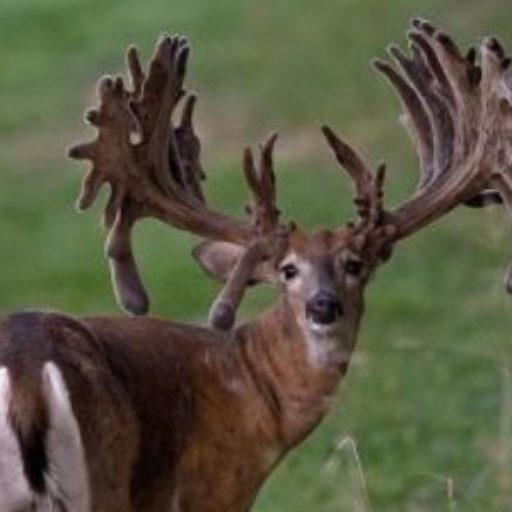 X Factor Whitetails Of Ohio - Guided Whitetail Trophy Hunt - Russ Bellar